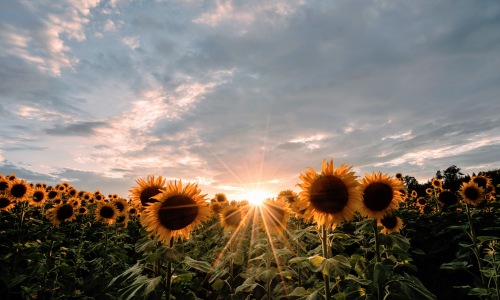 All the Ways to Celebrate Summer in August  Cover Image